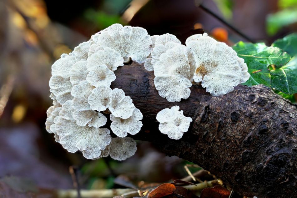 Poliporo (Polyporus umbellatus) – Morfologia, caratteristiche, habitat